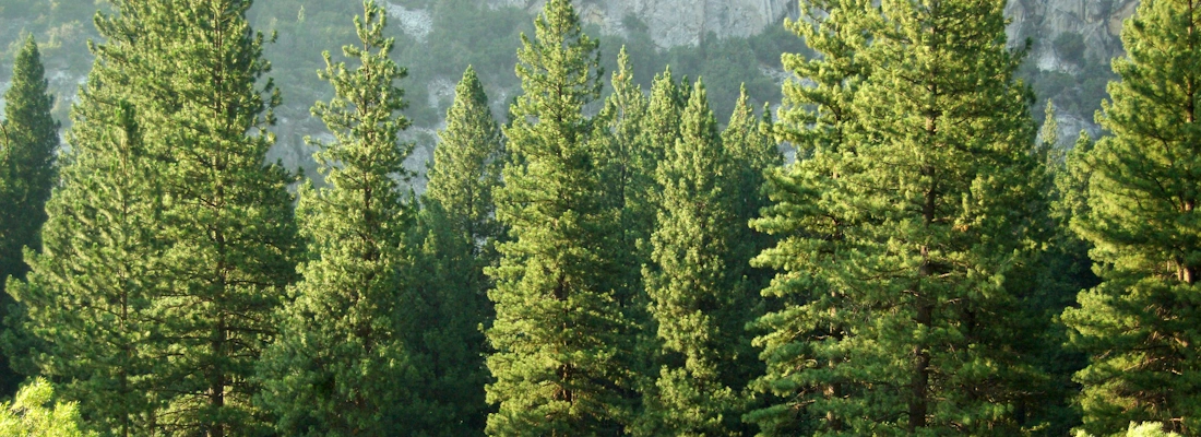 Voyage Manager CO2 Emission Monitor Revamped